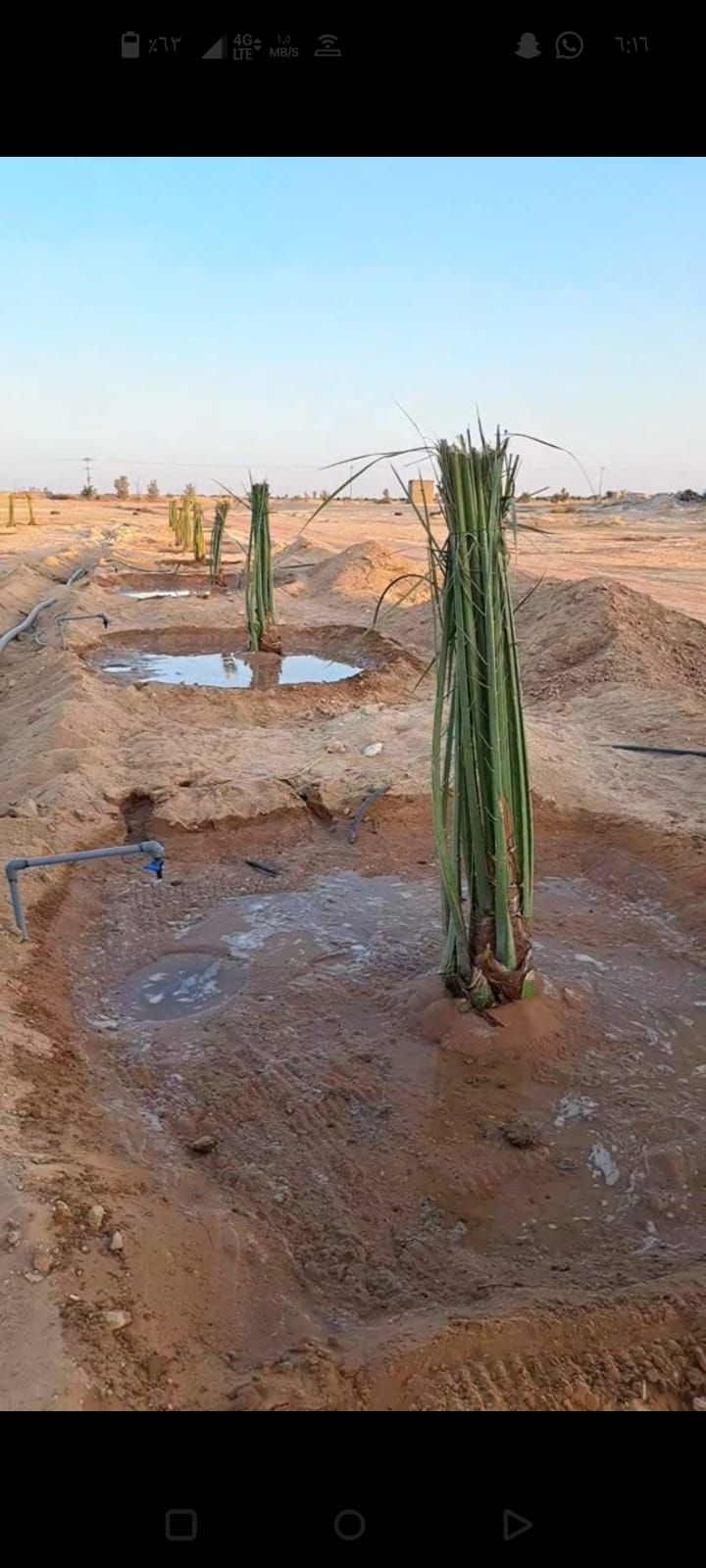 فراحه وجثايث