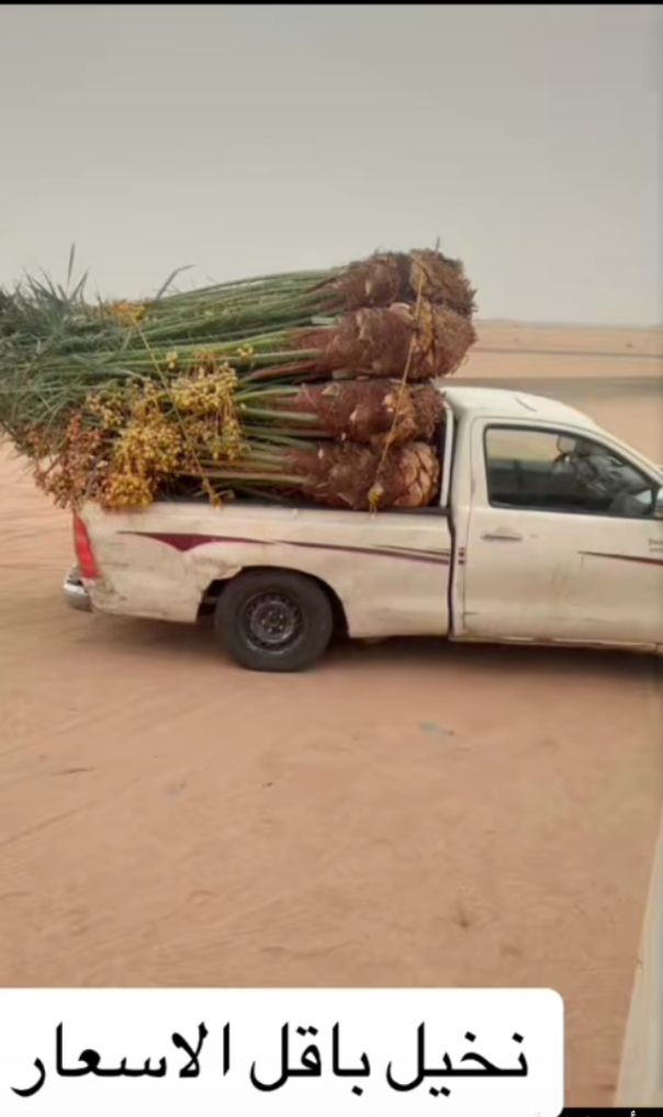 فراخه وجثايث وفسايل طيبه