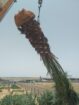 فراخه وجثايث النخيل طيبه