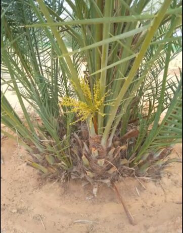 فراخه وجثايث وفسايل طيبه