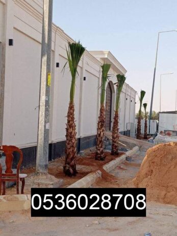 الرياض