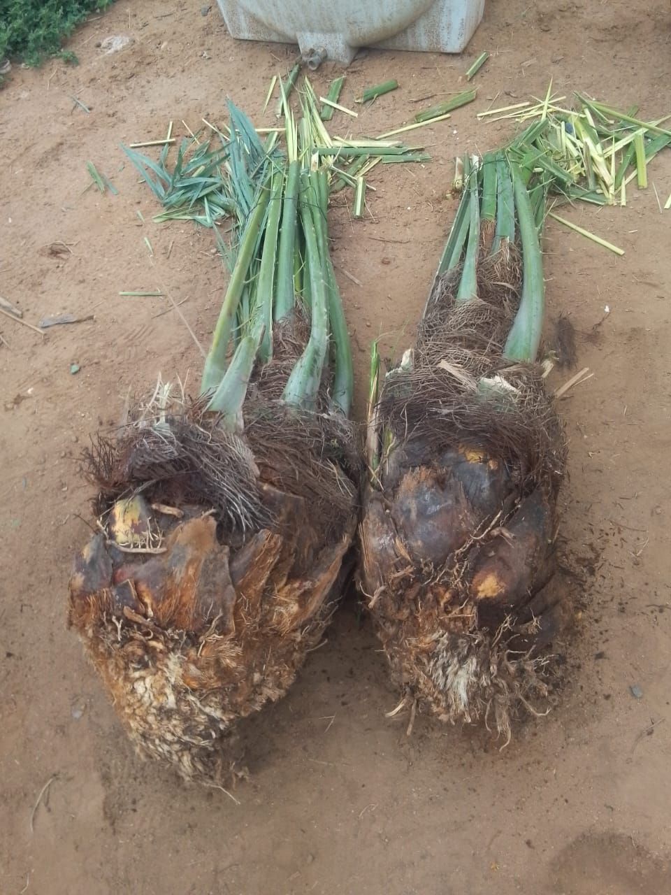 فراحه وجثايث