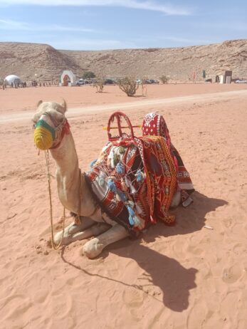 الرياض