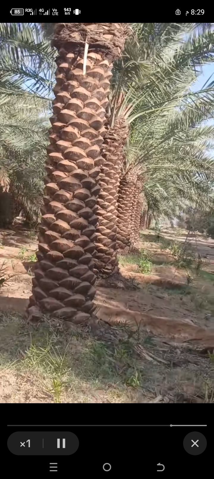 الرياض
