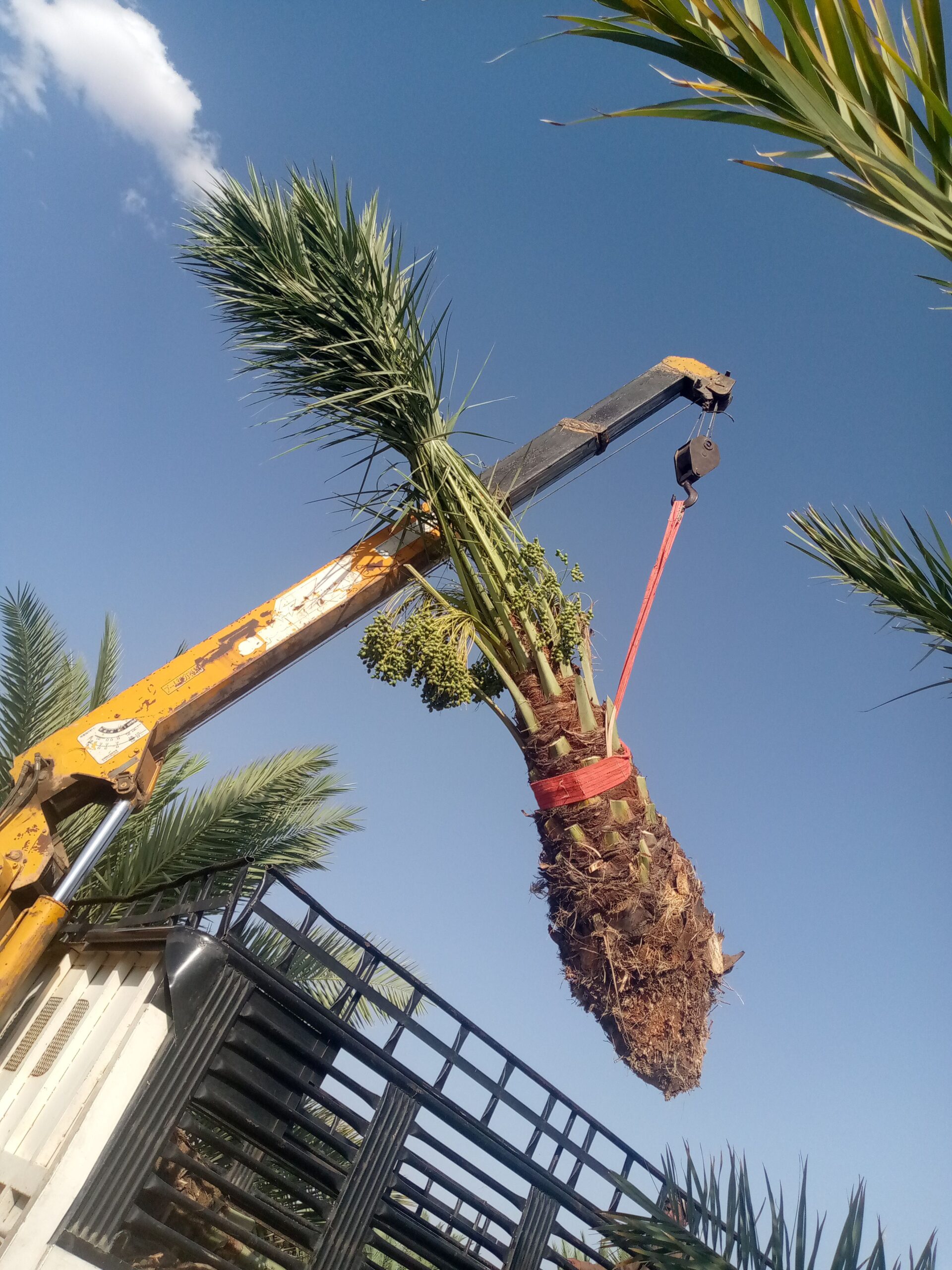 فراخه وجثايث النخيل طيبه