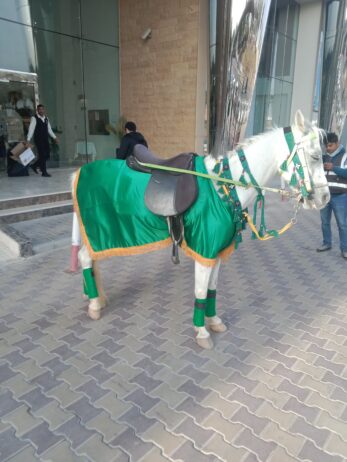 الرياض