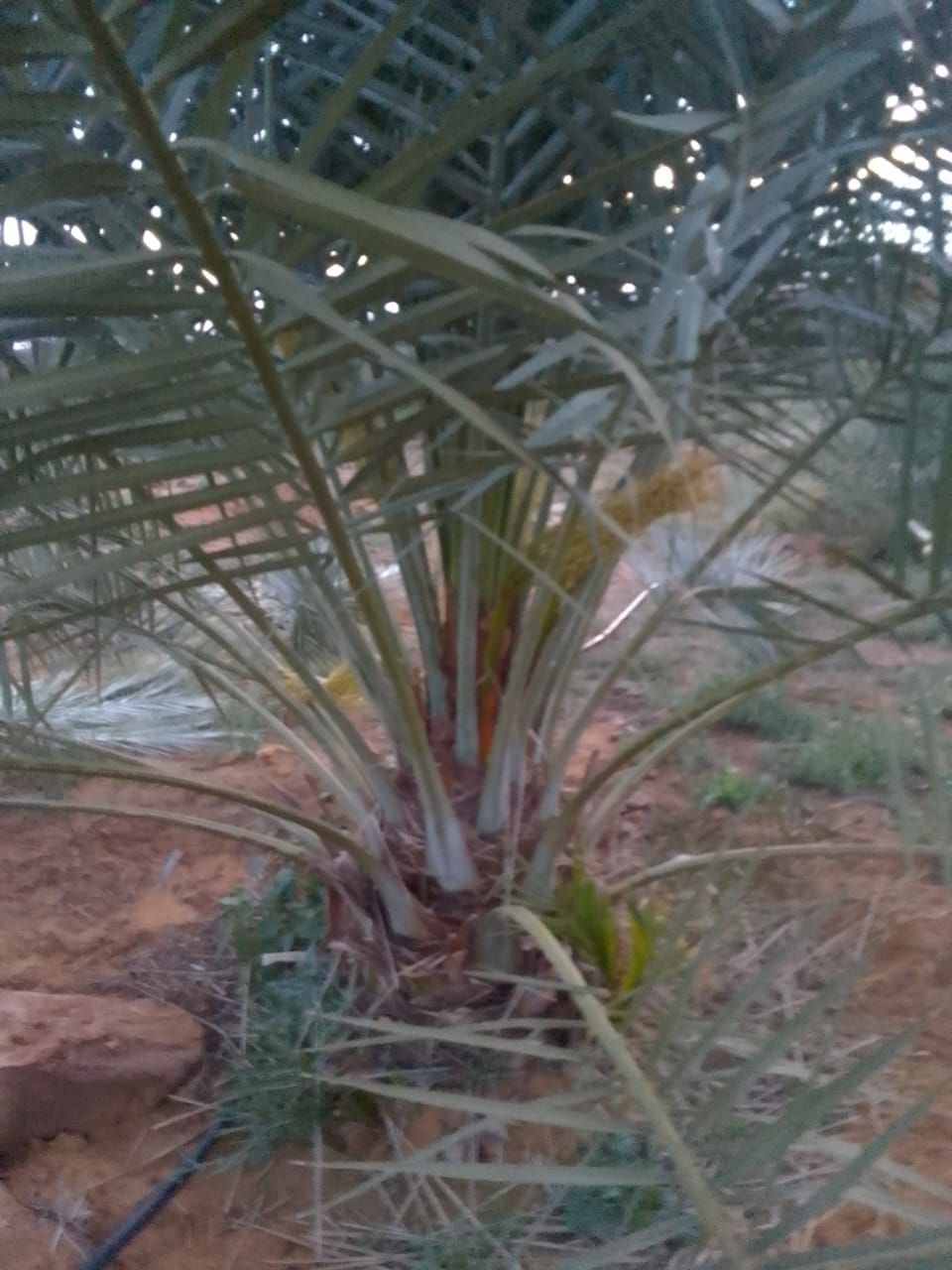 فراخه وجثايث وفسايل