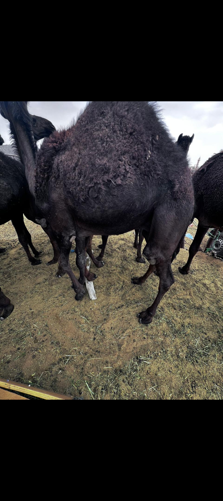 نجران صهبان