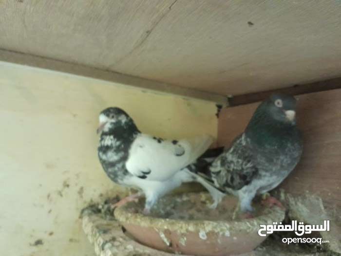 ل البيع طيور طيبه شرط مطير وانتاج وثبات