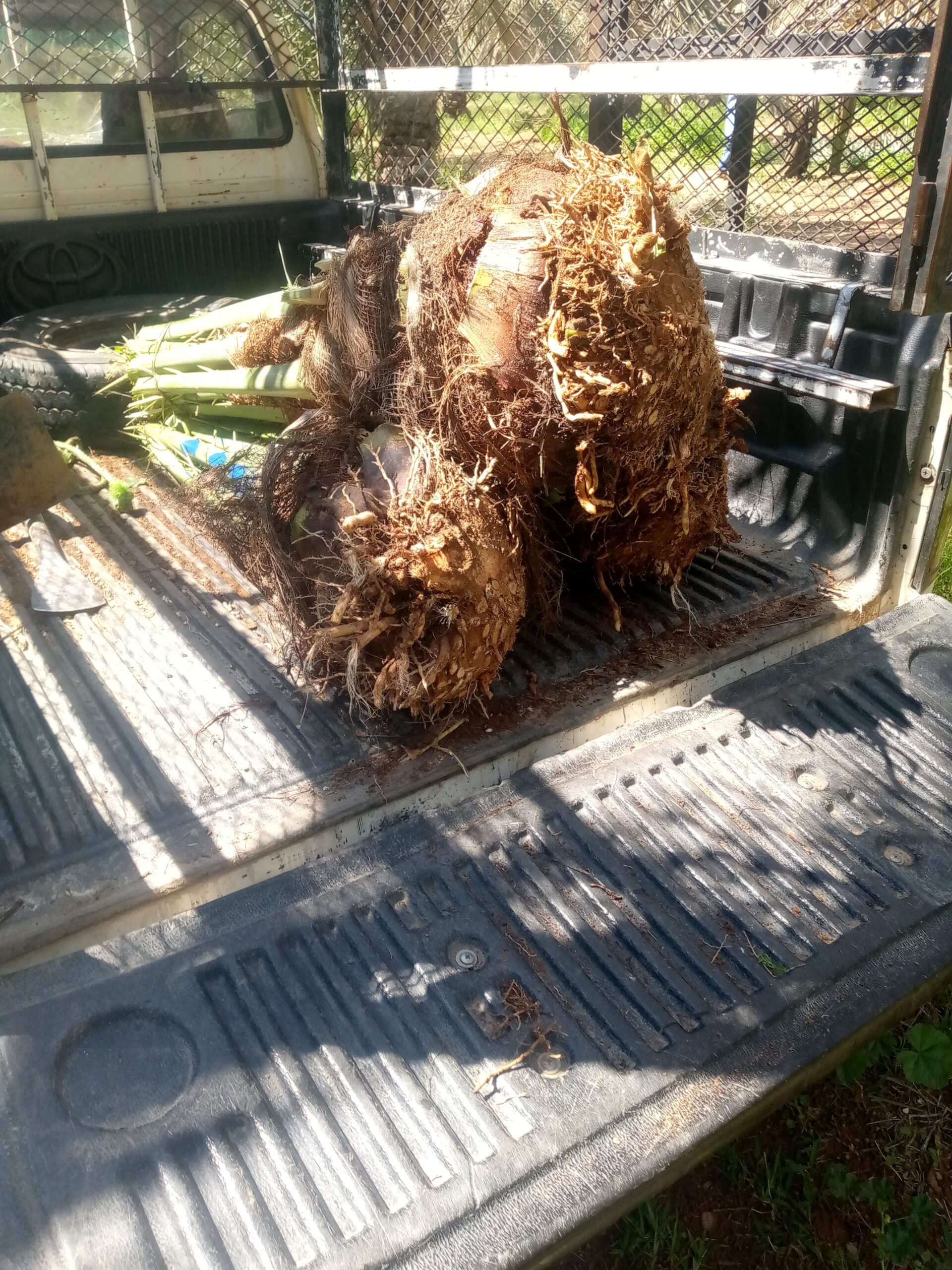 فراخه وجثايث وفسايل