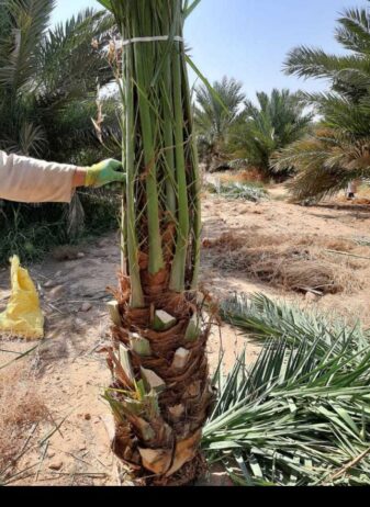 فراخه وجثايث وفسايل