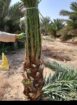 فراخه وجثايث وفسايل