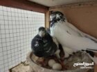 ل البيع طيور طيبه شرط مطير وانتاج وثبات