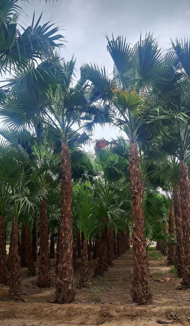 توريد وغرس جميع انواع النخيل الزينة والمثمرة