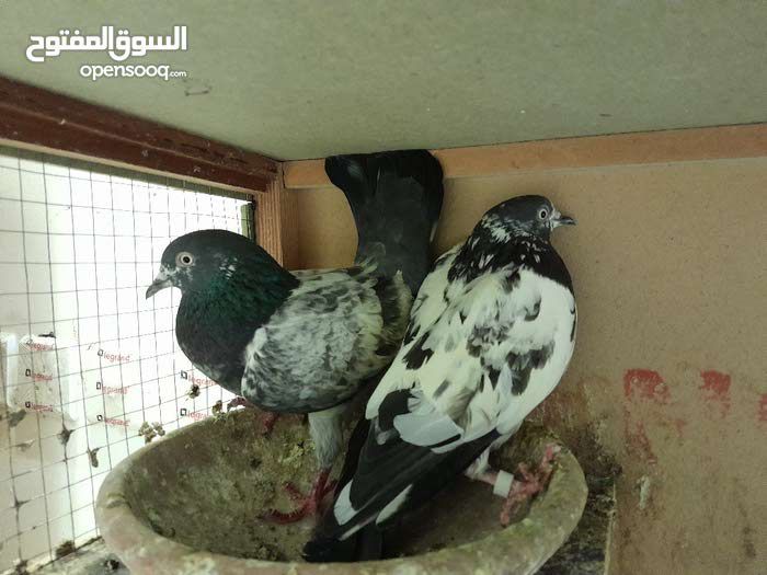 ل البيع طيور طيبه شرط مطير وانتاج وثبات