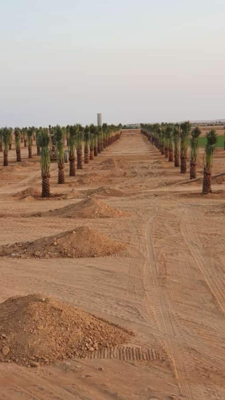 نخل للبيع
