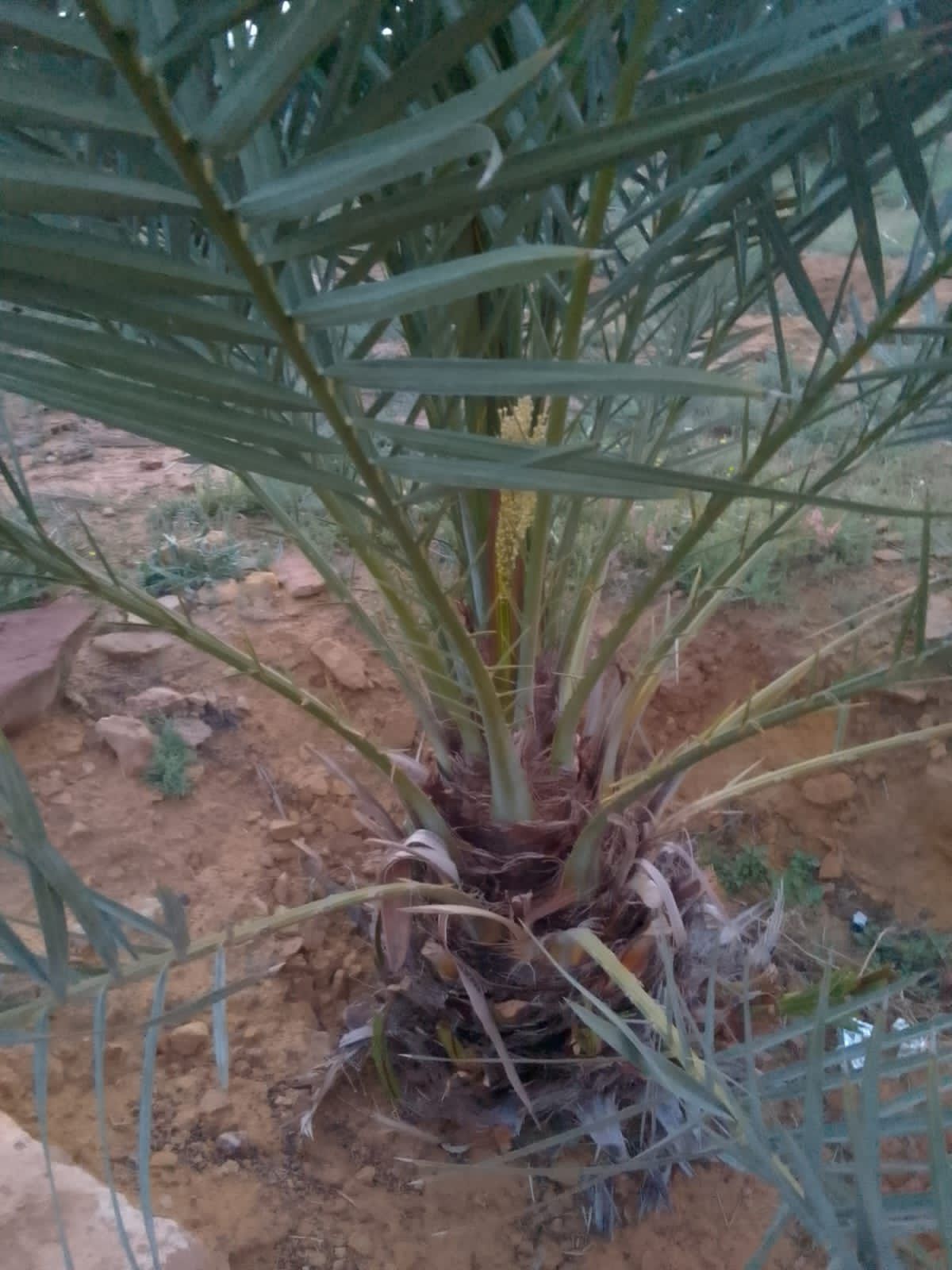 فراخه وجثايث وفسايل