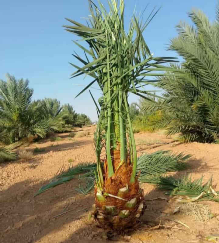 توريد وغرس جميع انواع النخيل الزينة والمثمرة