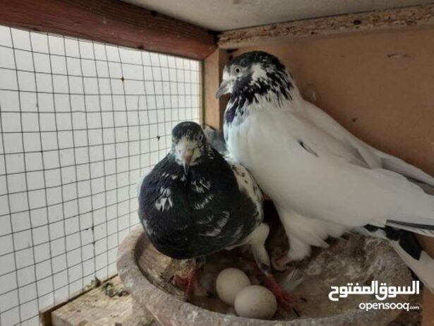 ل البيع طيور طيبه شرط مطير وانتاج وثبات