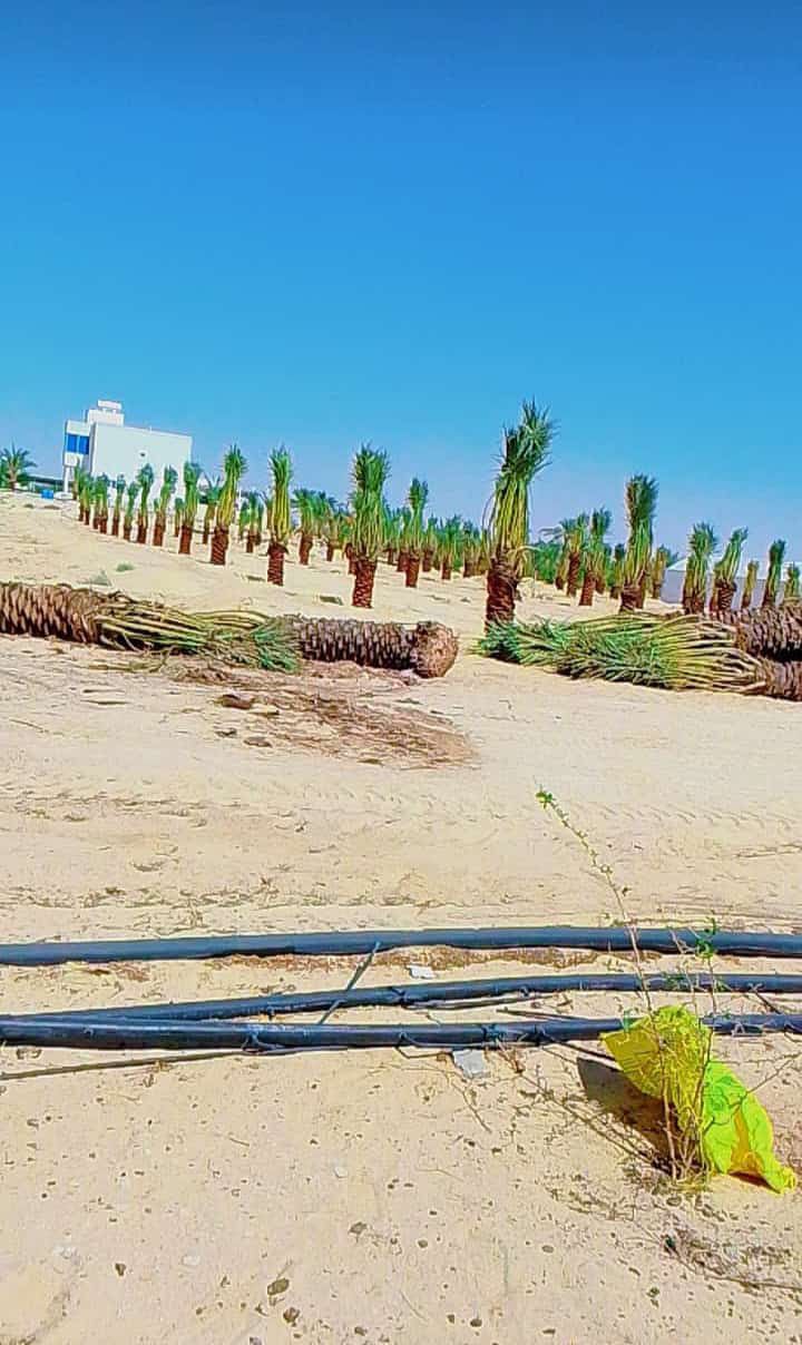 توريد وغرس جميع انواع النخيل الزينة والمثمرة