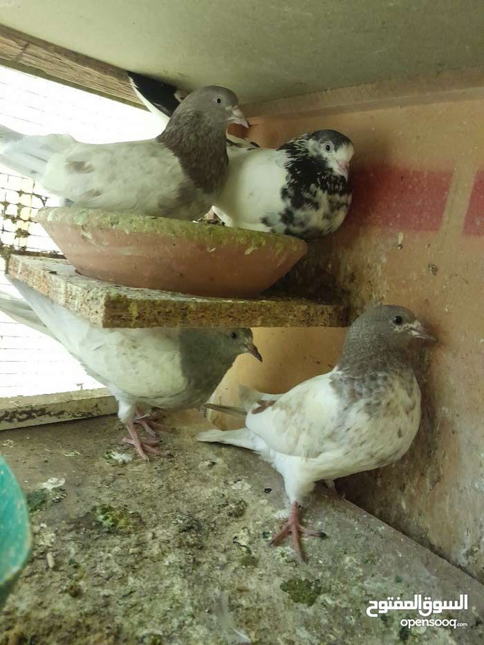 ل البيع طيور طيبه شرط مطير وانتاج وثبات