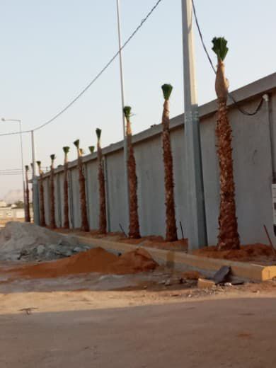 توريد وغرس جميع انواع النخيل الزينة والمثمرة