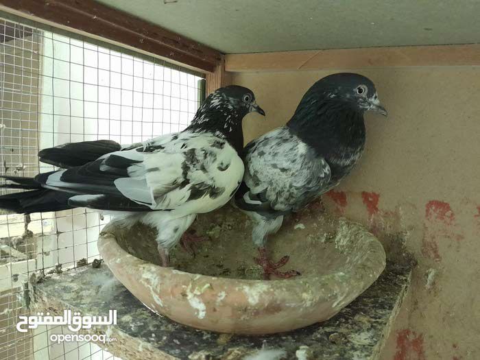 ل البيع طيور طيبه شرط مطير وانتاج وثبات