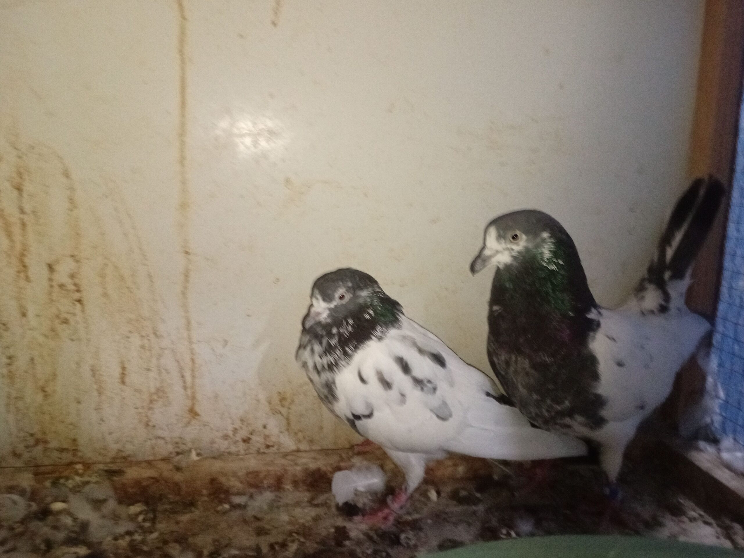 ل البيع طيور طيبه شرط مطير وانتاج وثبات