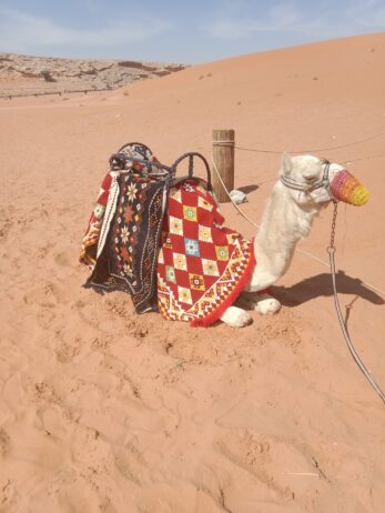 الرياض