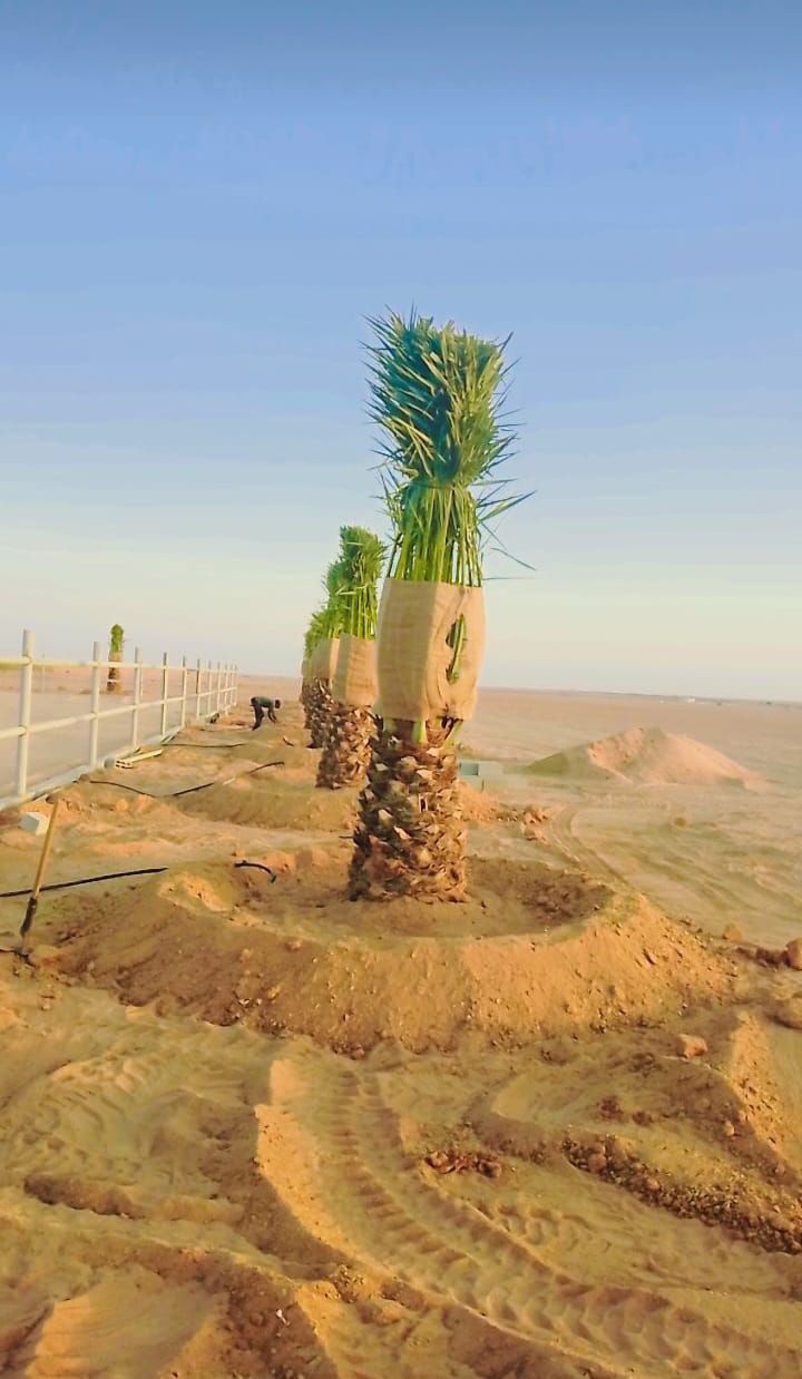 توريد وغرس جميع انواع النخيل الزينة والمثمرة