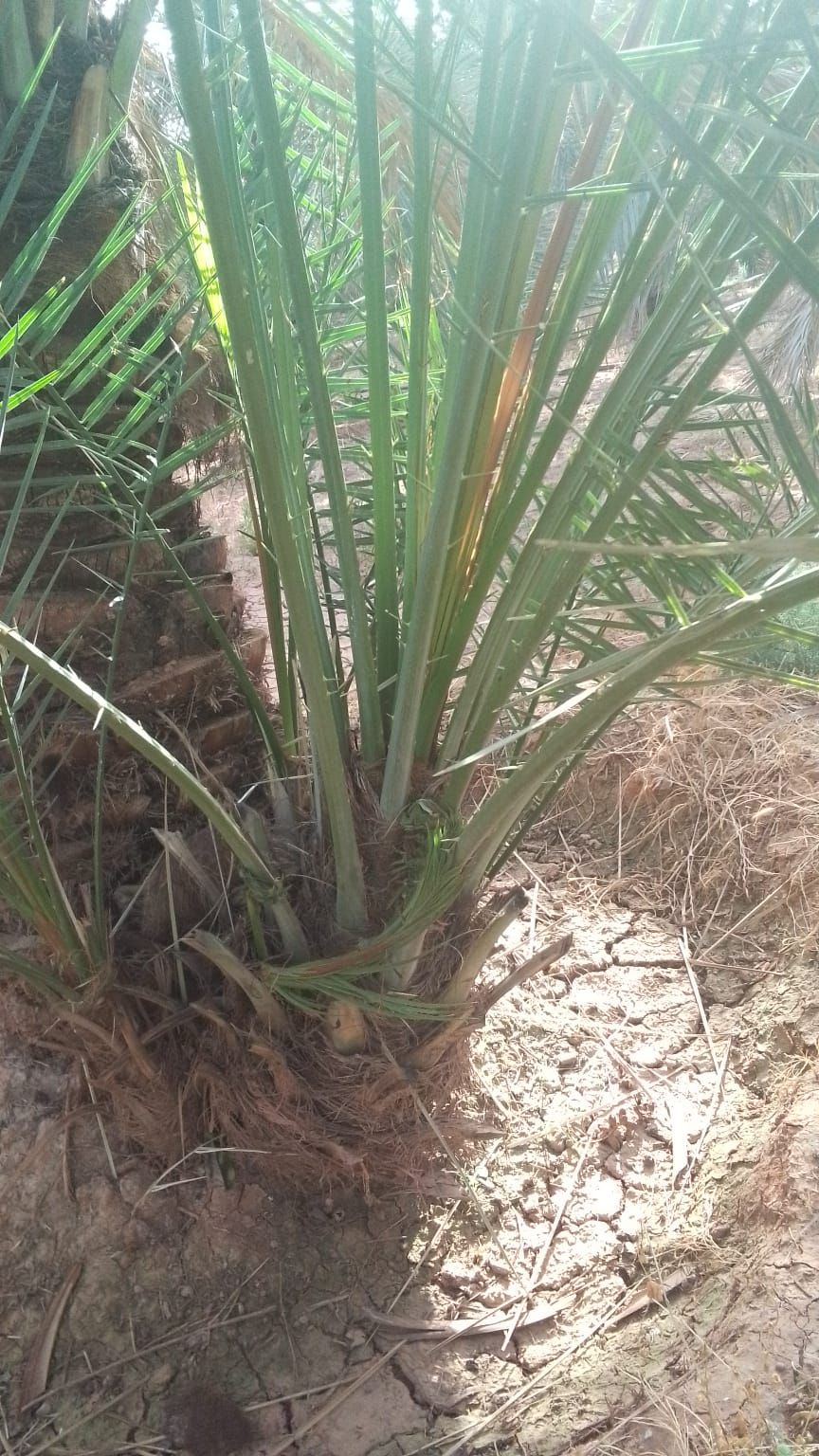 فسايل وجثايث طيبه