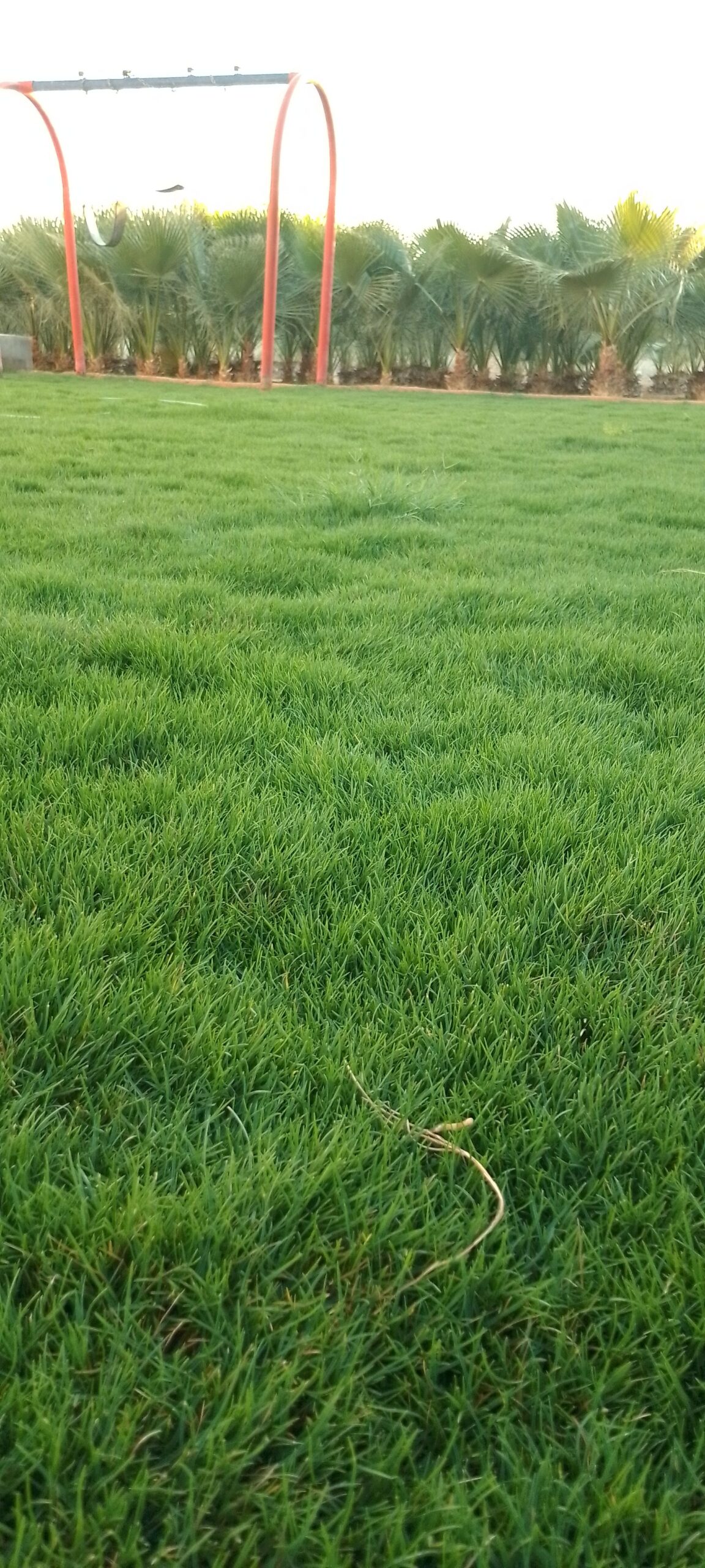 مقاول توريد وتركيب جميع انواع الشبوك وزرعه النخيل