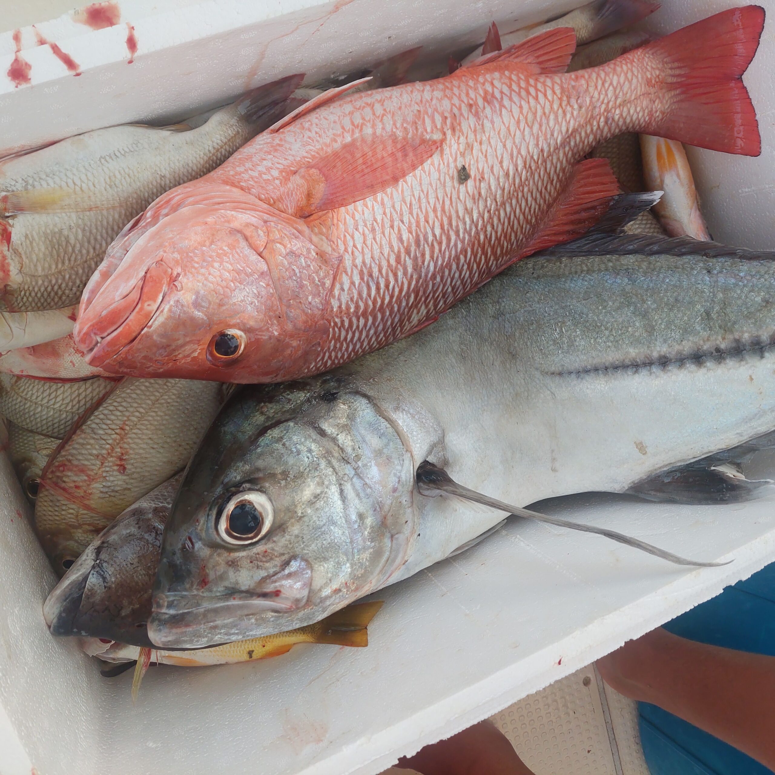 سيفين للرحلات البحريه