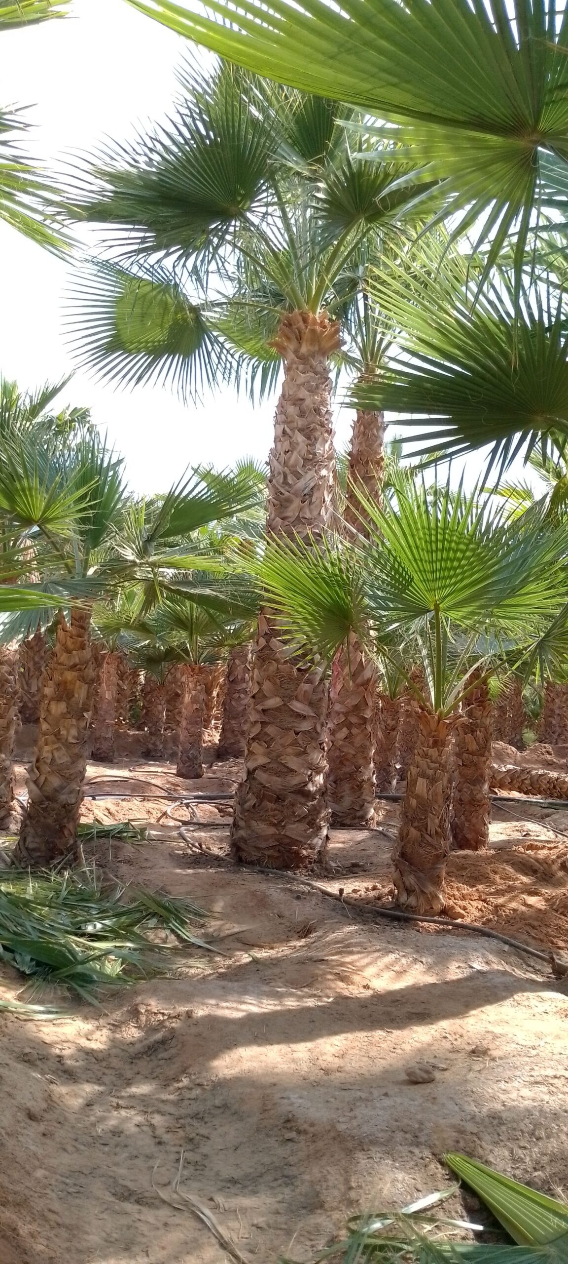 مقاول توريد وتركيب جميع انواع الشبوك وزرعه النخيل