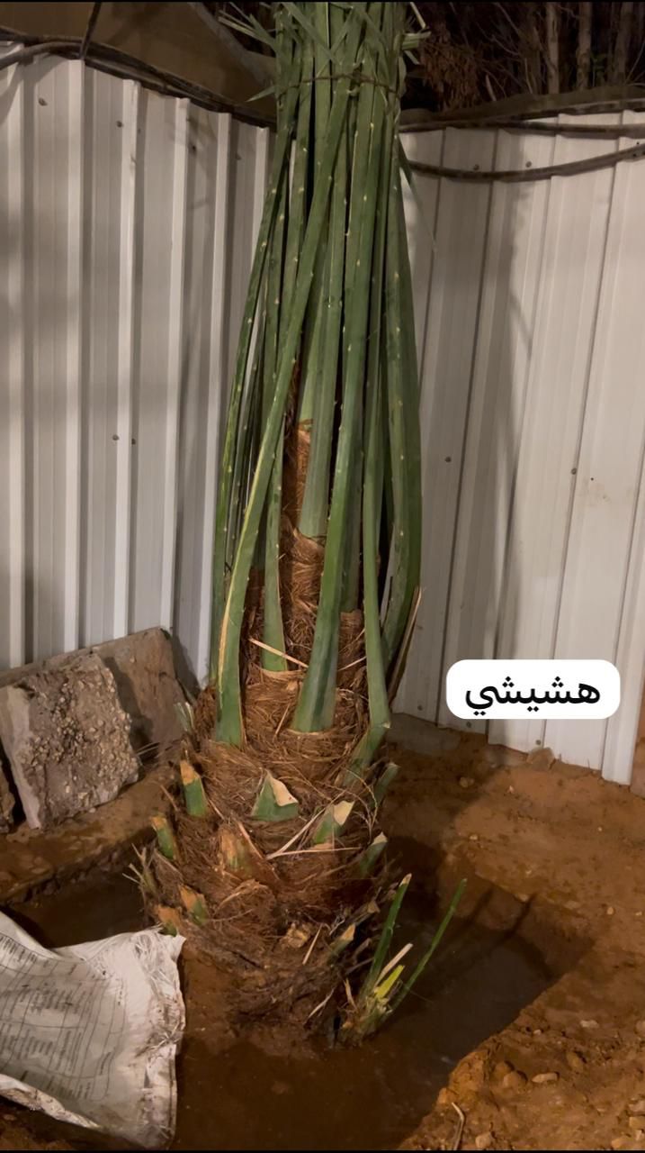 زراعة نخيل عربي وواشنطن واشجار الزينة وتنسيق حدائق