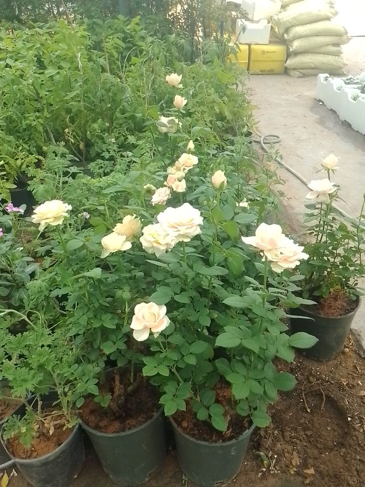 جميع مناطق الدمام