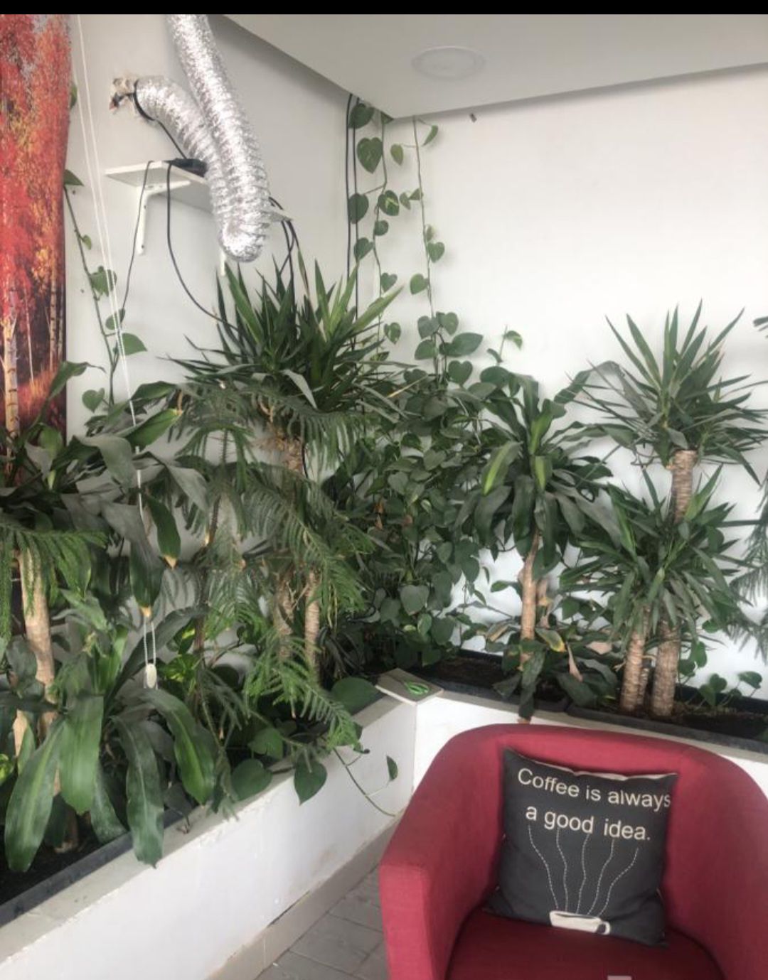 زراعة نخيل عربي وواشنطن واشجار الزينة وتنسيق حدائق