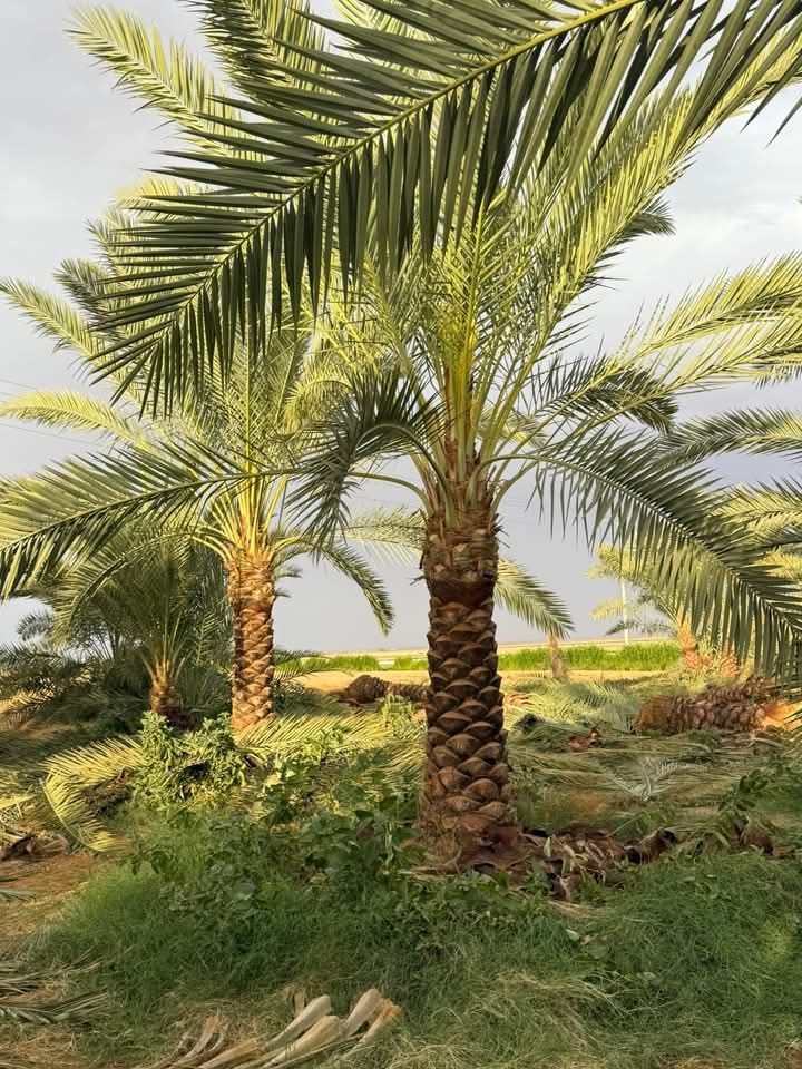 مقاول توريد وتركيب جميع انواع الشبوك وزرعه النخيل