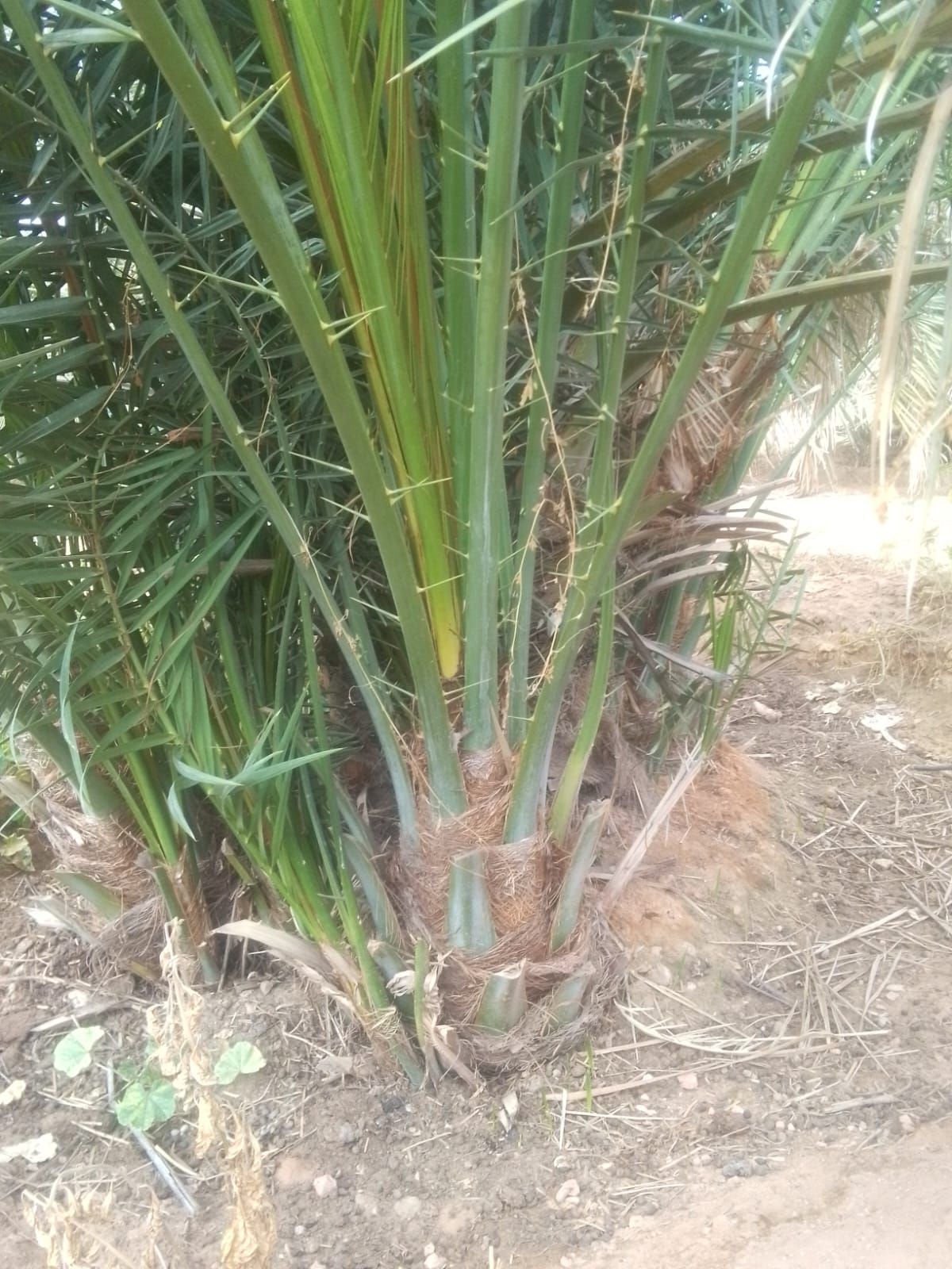 فراخه وجثايث وفسايل طيبه