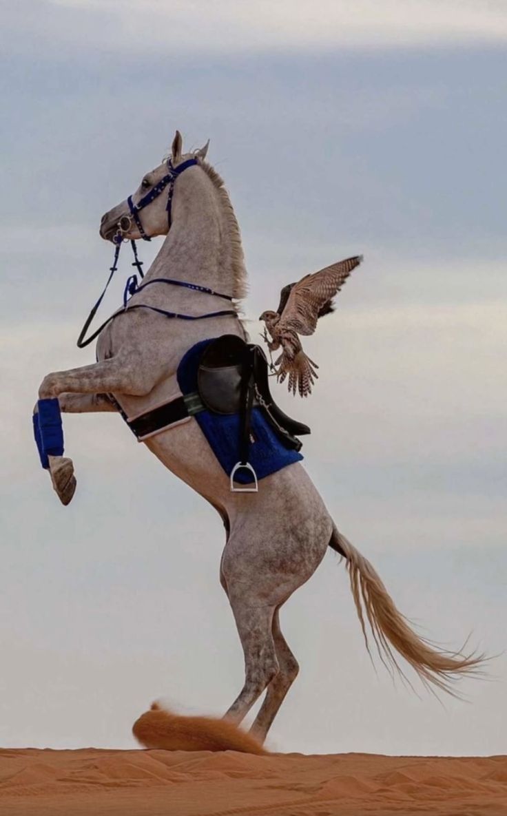 سايس خيل سوداني