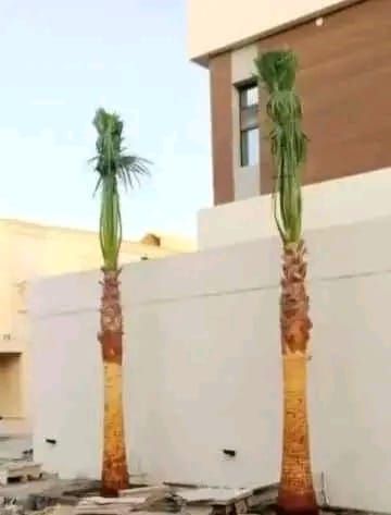 زراعة نخيل عربي وواشنطن واشجار الزينة وتنسيق حدائق