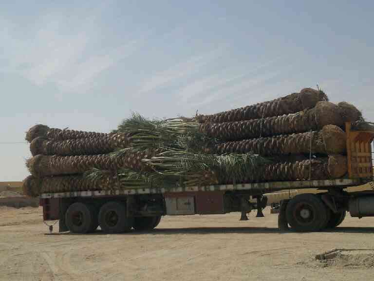 مقاول شبوك ونخيل