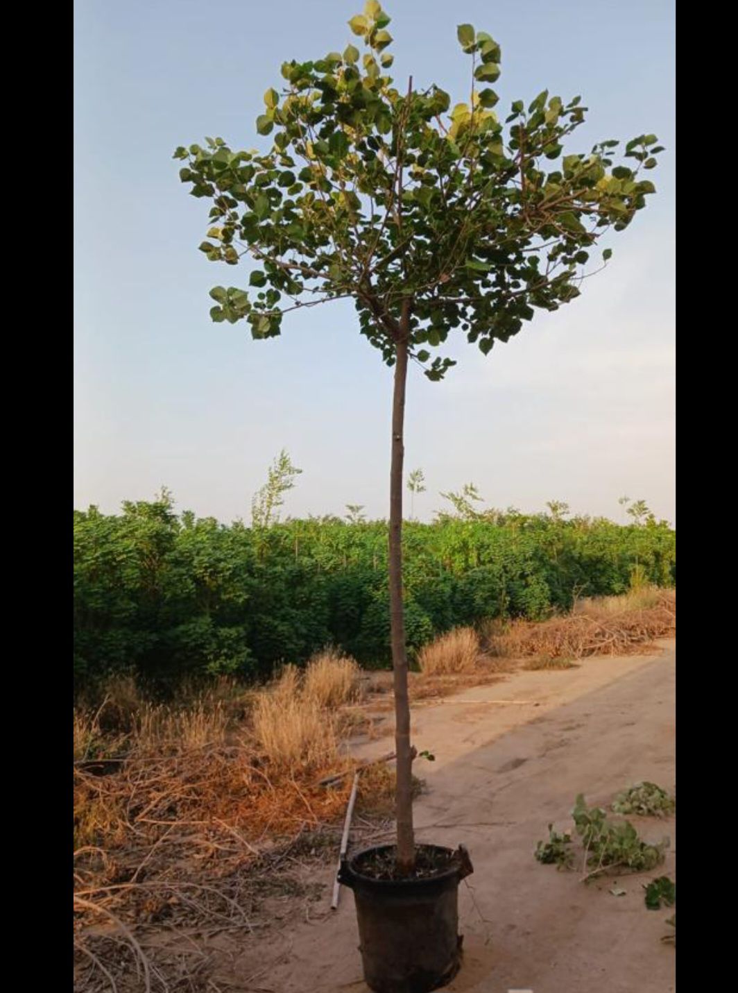 زراعة نخيل عربي وواشنطن واشجار الزينة وتنسيق حدائق