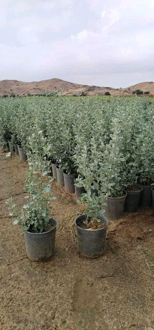 جميع مناطق الدمام