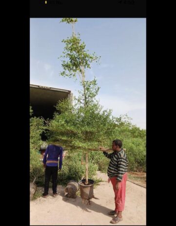 زراعة نخيل عربي وواشنطن واشجار الزينة وتنسيق حدائق