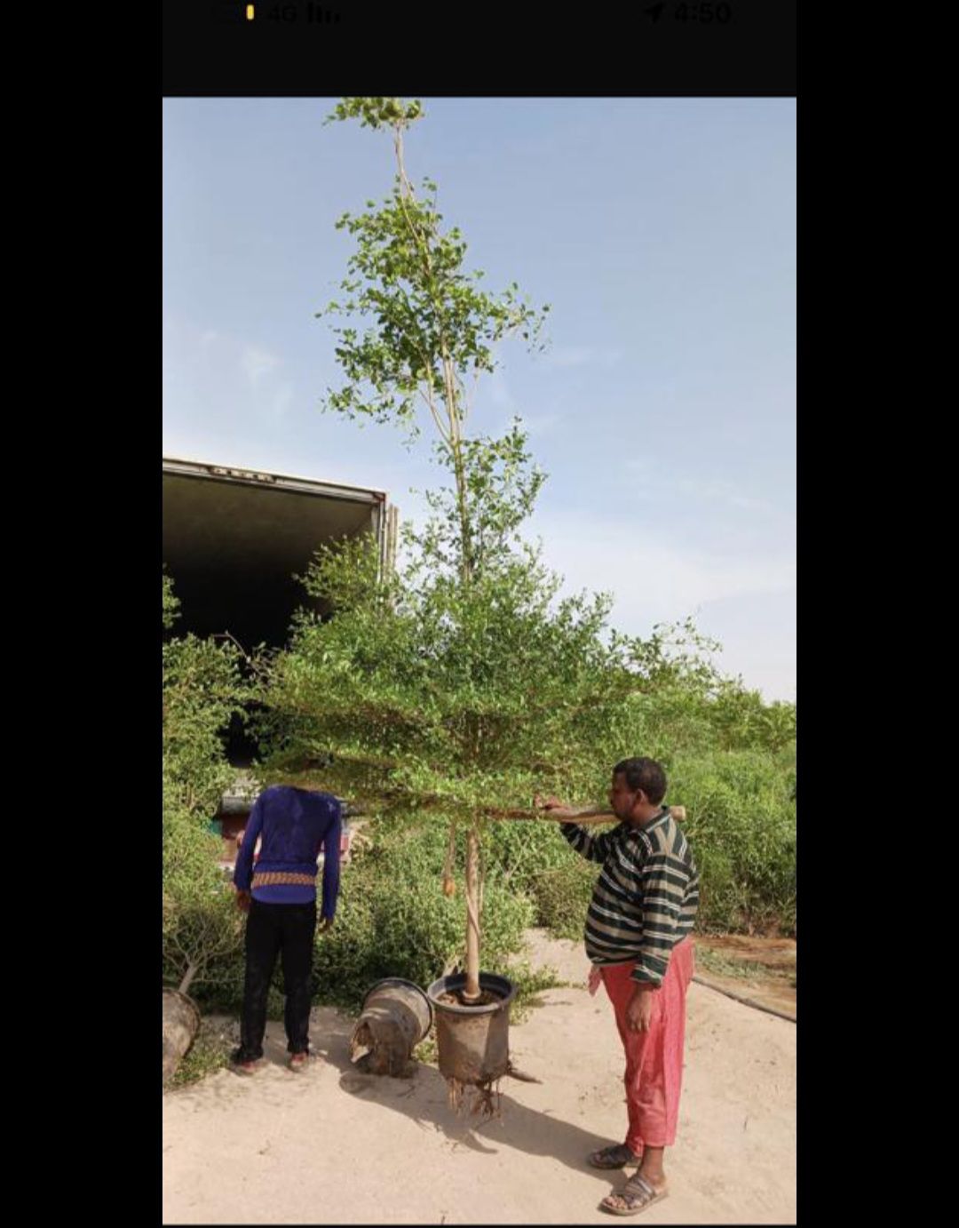 زراعة نخيل عربي وواشنطن واشجار الزينة وتنسيق حدائق