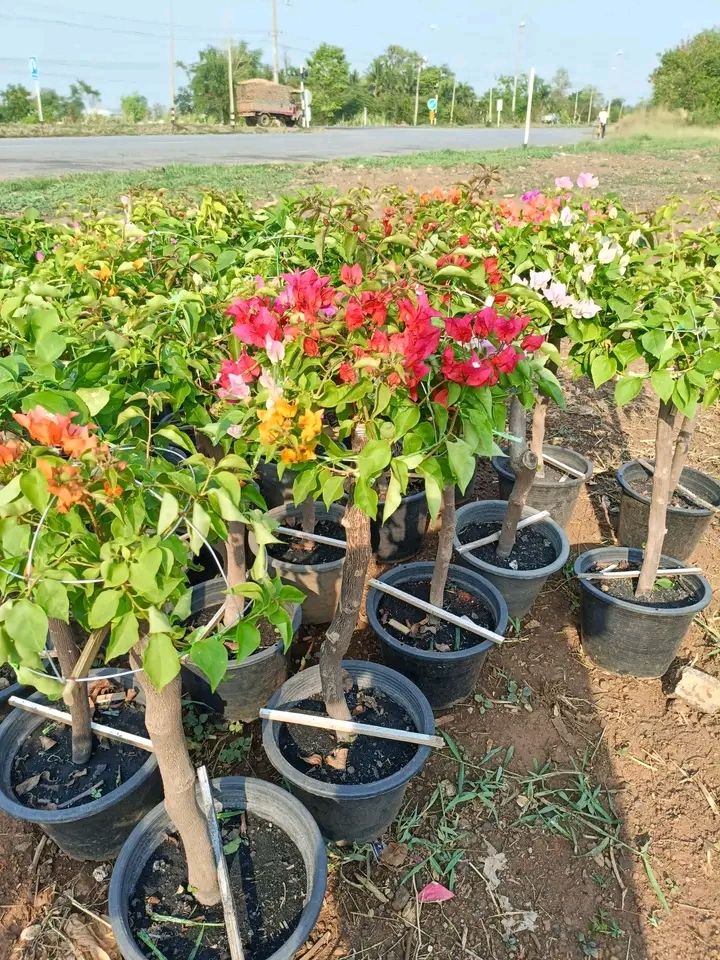 جميع مناطق الدمام