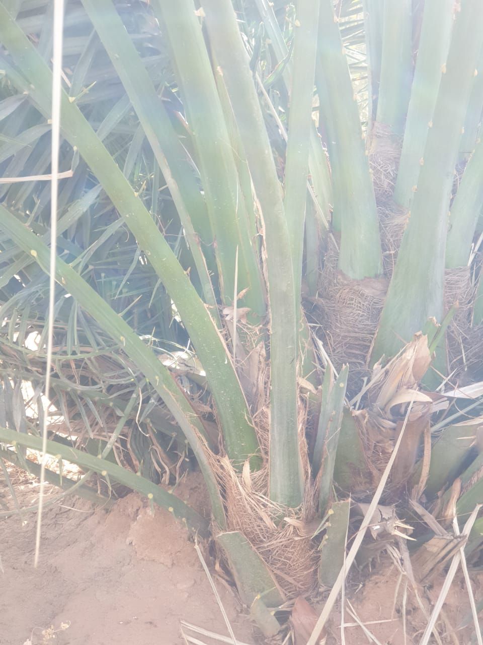 فراخه وجثايث وفسايل طيبه