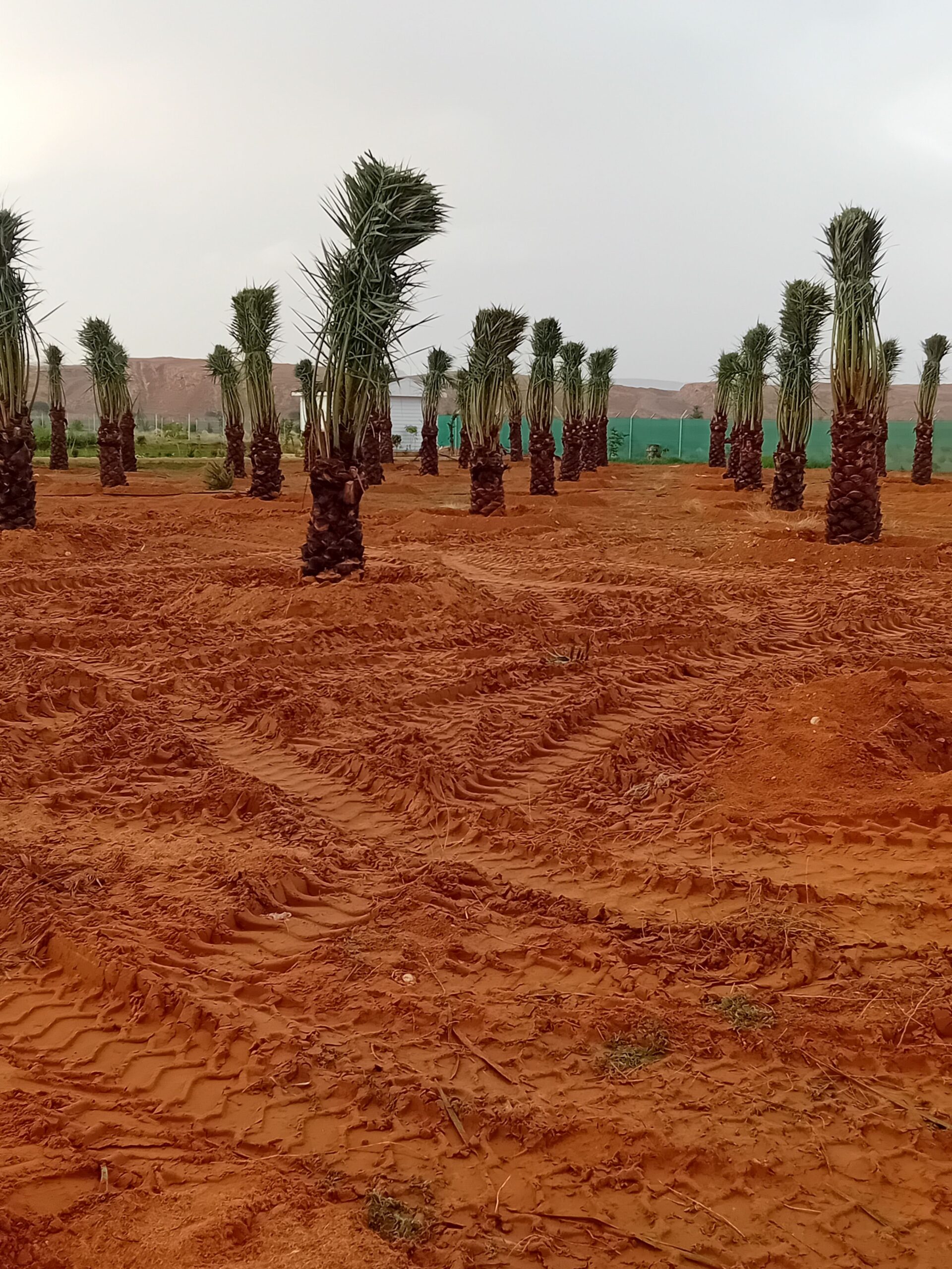 زراعة نخيل عربي وواشنطن واشجار الزينة وتنسيق حدائق