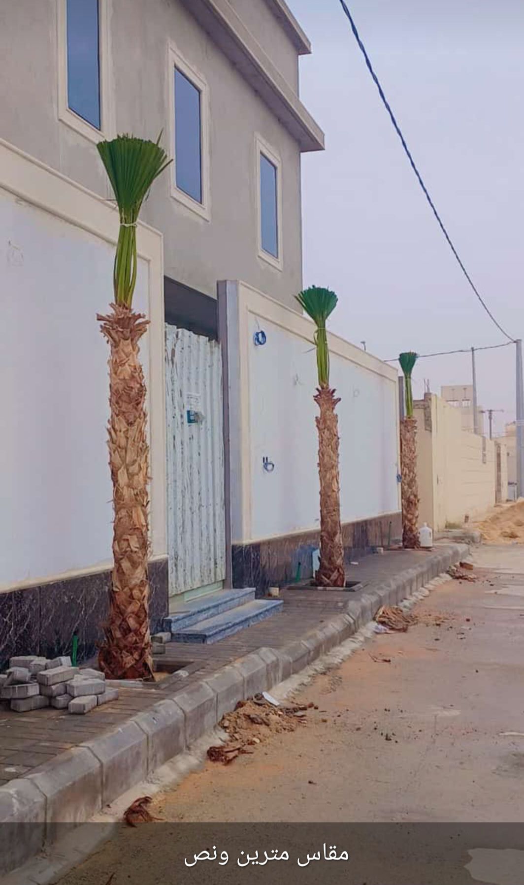 زراعة نخيل عربي وواشنطن واشجار الزينة وتنسيق حدائق